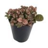 70mm Nerve Plant - Fittonia verschaffeltii Jungle Flame