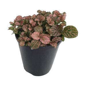 70mm Nerve Plant - Fittonia verschaffeltii Jungle Flame