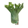 250mm Staghorn Fern - Platycerium superbum