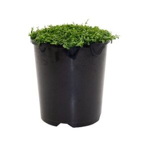 140mm Trailing Pratia - Pratia pedunculata