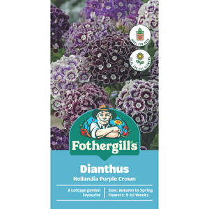 Fothergill's Dianthus Hollandia Purple Crown Flower Seeds