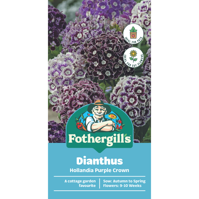 Fothergill's Dianthus Hollandia Purple Crown Flower Seeds
