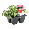 4 Cell Impatiens Beacon Strawberry / Cream - Impatiens walleriana