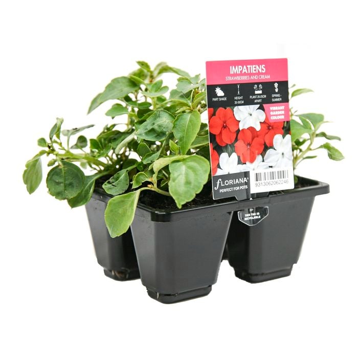 4 Cell Impatiens Beacon Strawberry / Cream - Impatiens walleriana