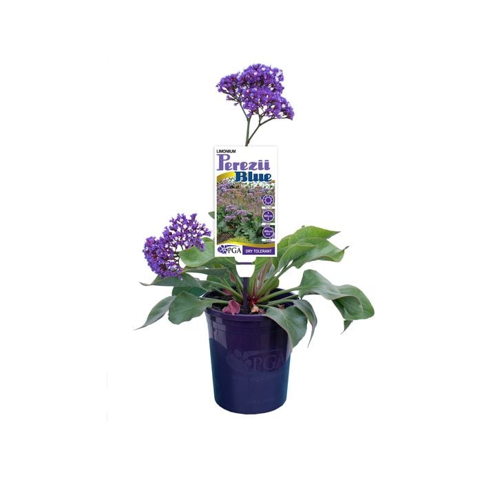 140mm Limonium Perezii Blue - Perennial statice