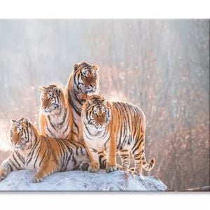 Siberian Tiger & Winter Forest  Print 100% Australian Made 150 x 100cm  (Stretched)