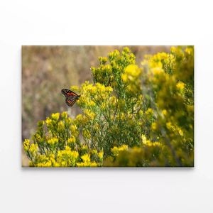 Butterfly Resting On a Plant  Print 100% Australian Made 150 x 100cm  (Stretched)