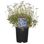 140mm Felicia - Felicia amelloides - Regal Passions Range