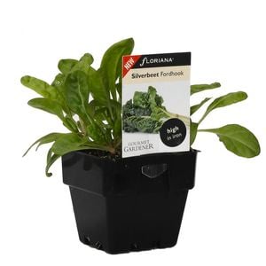 100mm Silverbeet Fordhook Giant - Beta vulgaris