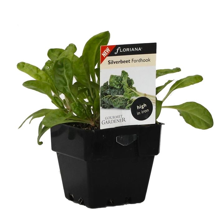 100mm Silverbeet Fordhook Giant - Beta vulgaris