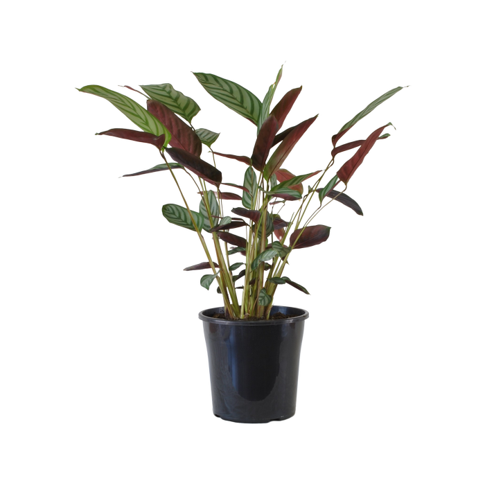 200mm Never Never Plant - Ctenanthe setosa 