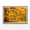 Gold Trees in a Park in autumn  Print 100% Australian Made 90x60cm  (Poster)