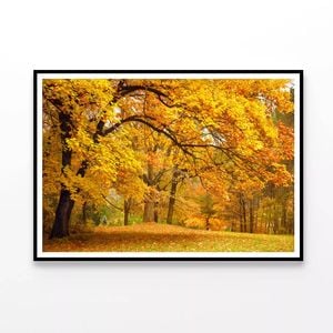 Gold Trees in a Park in autumn  Print 100% Australian Made 90x60cm  (Poster)