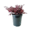 180mm Loropetalum Bobz Pink - Loropetalum chinense