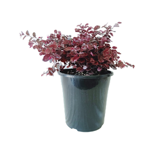 180mm Loropetalum Bobz Pink - Loropetalum chinense