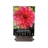 Yarra Valley Bulbs Dahlia Christie Marble - 1 Pack