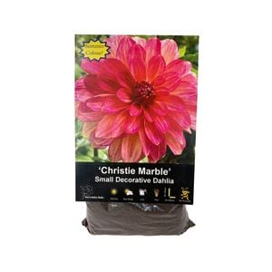 Yarra Valley Bulbs Dahlia Christie Marble - 1 Pack