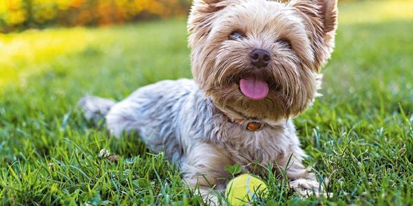Dog playing in the backyard.