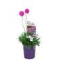 140mm Thrift - Armeria alpina Bees' Ruby