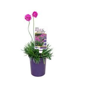 140mm Thrift - Armeria alpina Bees' Ruby