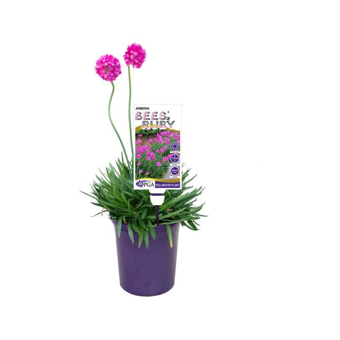 140mm Thrift - Armeria alpina Bees' Ruby