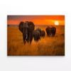 Elephants Walking Through a Field  Print 100% Australian Made 150 x 100cm  (Stretched)