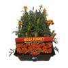 Mega Punnet Flowering Range - Marigold Safari Queen