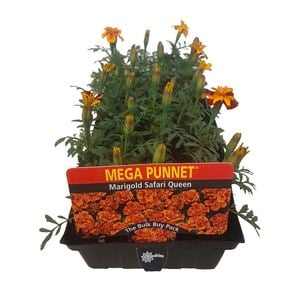 Mega Punnet Flowering Range - Marigold Safari Queen