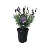 3.5L Lavender Major - Lavender stoechas Major