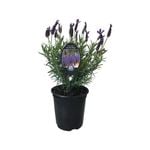 3.5L Lavender Major - Lavender stoechas Major