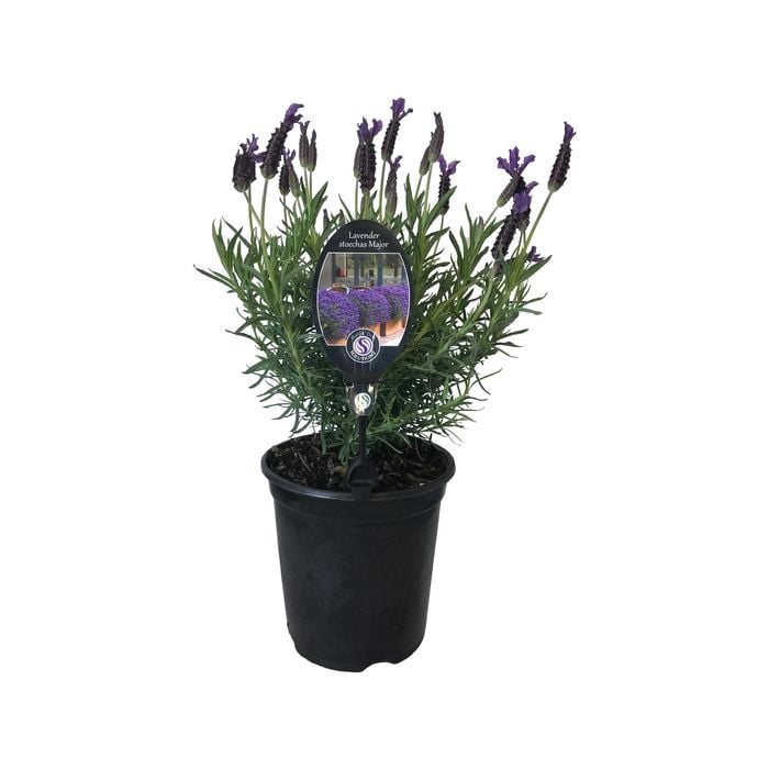 3.5L Lavender Major - Lavender stoechas Major