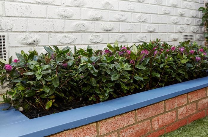 A brick planter box planted with flowering plants against a house wall