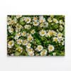 Daisies Flowers Plants in Bloom  Print 100% Australian Made 150 x 100cm  (Stretched)