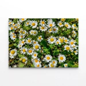 Daisies Flowers Plants in Bloom  Print 100% Australian Made 150 x 100cm  (Stretched)