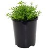 140mm Pick Me Range Bush Peppermint - Mentha satureioides