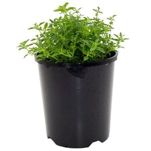 140mm Pick Me Range Bush Peppermint - Mentha satureioides