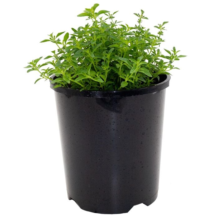 140mm Pick Me Range Bush Peppermint - Mentha satureioides