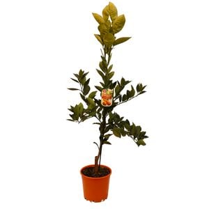 200mm Valencia Orange - Cirus x sinensis