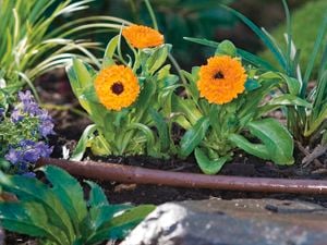 Orange flowered plants planted in the gourn with other plants surrounding them.