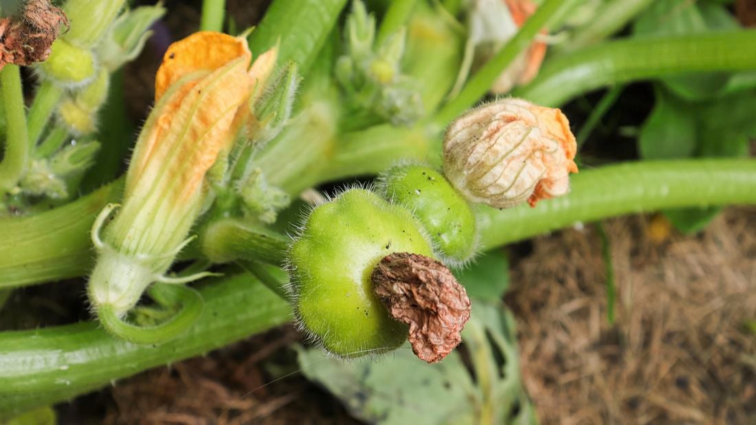 A squash and flower on a squash plant