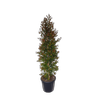 30L Lilly Pilly - Syzygium australe Amber Glow