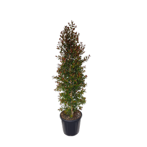 30L Lilly Pilly - Syzygium australe Amber Glow