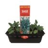 Punnet Sage - Salvia officinalis - Grow Your Own Range