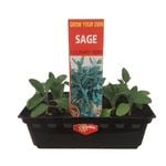 Punnet Sage - Salvia officinalis - Grow Your Own Range