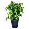 250mm Ficus Midnight Beauty - Ficus benjamina