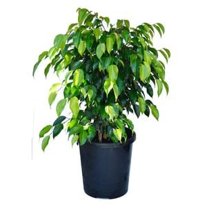250mm Ficus Midnight Beauty - Ficus benjamina