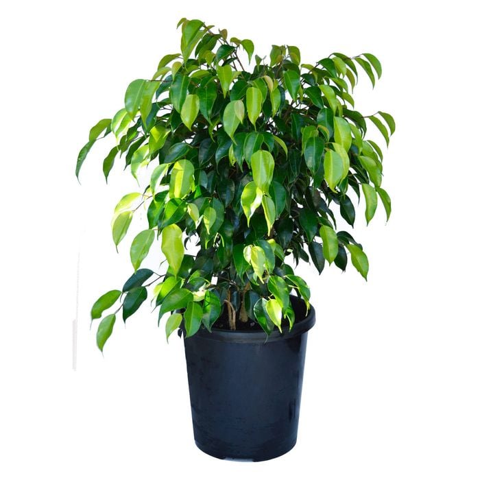 250mm Ficus Midnight Beauty - Ficus benjamina