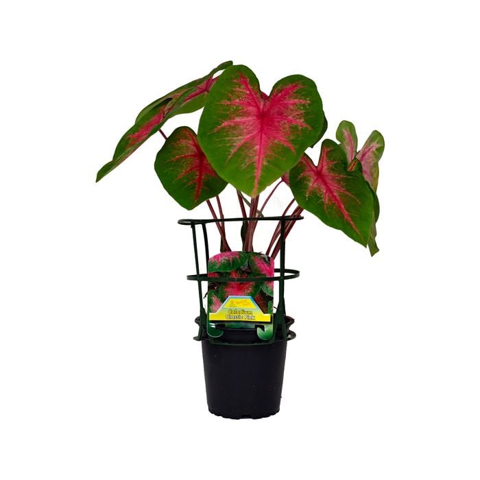 12cm Assorted Caladiums