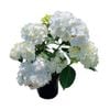 4L Hydrangea Princess Juliana - Hydrangea macrophylla