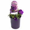 140mm Tibouchina Groovy Baby